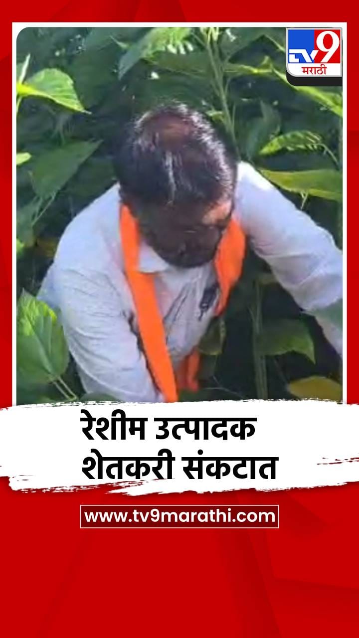 धाराशिव जिल्ह्यात रेशीम उत्पादक शेतकऱ्यांना अवकाळीचा फटका