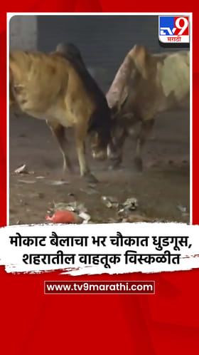 मोकाट बैलाचा भर चौकात धुडगूस, शहरातील वाहतूक विस्कळीत.