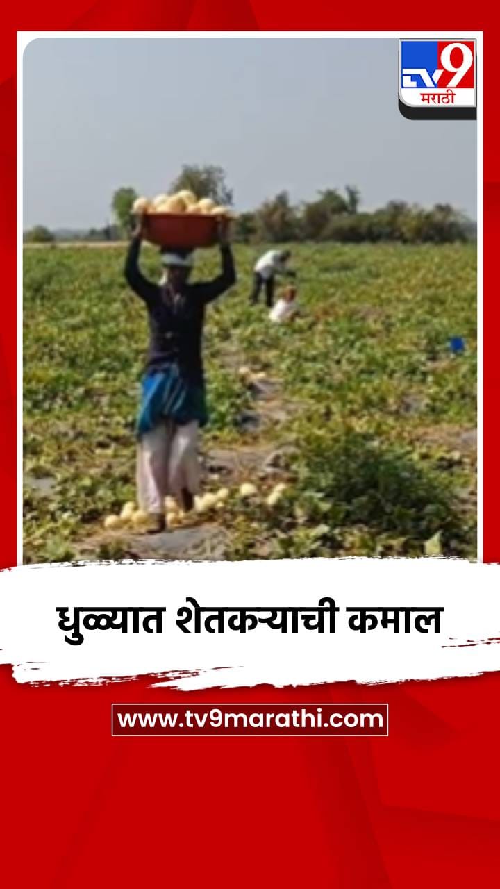 शिरपूरच्या शेतकऱ्याची कमाल, 55 टन खरबुजातून मिळवले 12 लाख