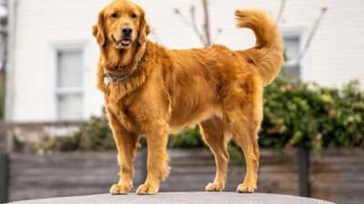 दुबईत आपल्या लाडक्या पेट्सना रस्त्यांवर का सोडत आहेत लोक? समोर आले हैराण करणारे कारण