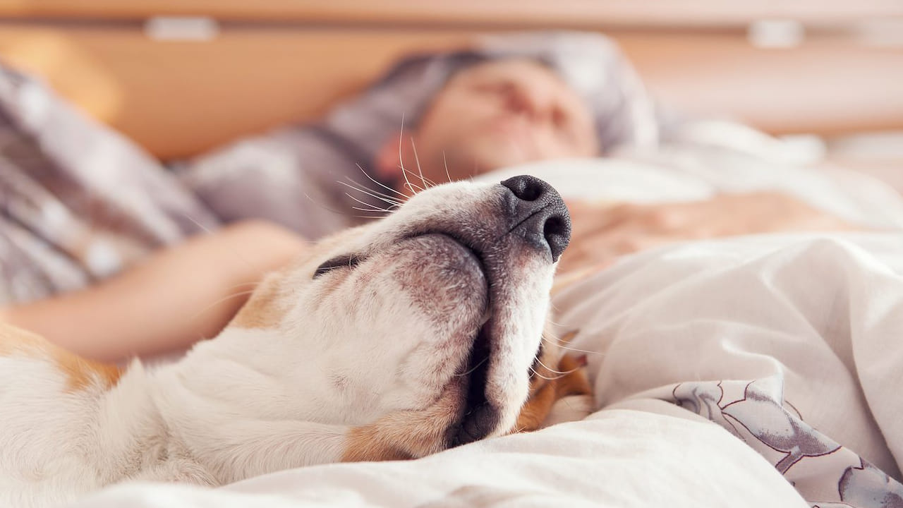 मात्र कुत्रे तुलनेने शांत असतात आणि त्यांचा झोपेचा दिनक्रमही ठरलेला असल्यामुळे मालकाच्या झोपेची गुणवत्ता सुधारण्यास मदत होते.