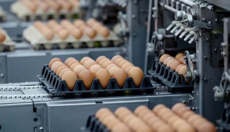 दरम्यान, या निर्णयामुळे भारत अंडी उत्पादनात कितव्या स्थानी आहे, तसेच भारतात अंडी खाणाऱ्यांचे प्रमाण किती आहे, ते जाणून घेऊ या. एक व्यक्ती वर्षभरात किती अंडी खाते याबाबत बोलायचे झाल्यास जगात मेक्सिको हा देश सर्वात पुढे आहे.