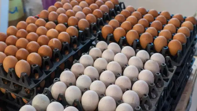 मुदत संपलेली अंडी खाल्ल्यामुळे आरोग्यावर काय परिणाम होतो?