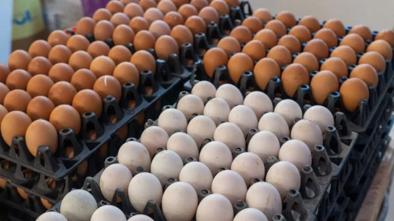 अनेकांना कोंबडीचे अंडे खायला खूप आवडते. काही लोक अंडी उकडून खातात. तर काही लोकांना अंडे फ्राय करून खायला आवडते. परंतु अनेकदा तुम्ही घरी आणलेले अंडे हे फोडल्यानंतर खराब निघते. 