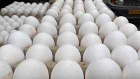 भारतात अंड्यांच्या किमतीत 30-40% घसरण, 100 अंड्यांची किंमत फक्त....