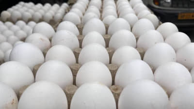 भारतात अंड्यांच्या किमतीत 30-40% घसरण, मध्यपूर्वेतील तणावाचा भारतीय बाजारावर परिणाम, 100 अंड्यांची किंमत फक्त...