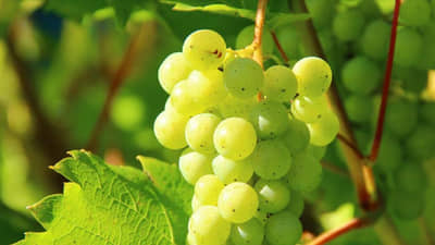 द्राक्षांवरील केमिकल काढण्यासाठी फक्त पाण्याचा वापर न करता या सोप्या उपायांचा करा अवलंब