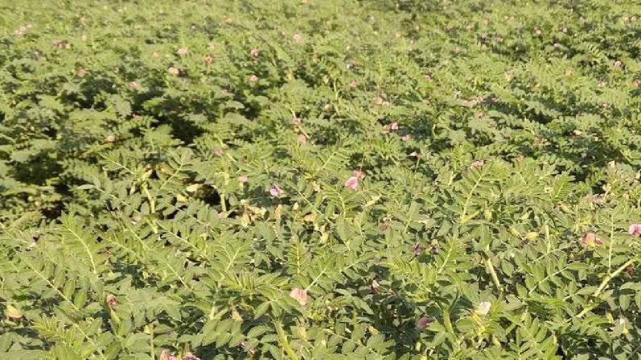 हेच नाही तर हरभऱ्याला थेट प्रोटीनचा राजा देखील म्हटले जाते. जर तुम्हाला शरीरात प्रोटीनची कमी भरून काढायची असेल तर दररोजच्या आहारात हरभऱ्याचा समावेश करा. 