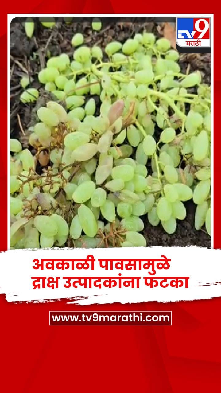 सोमठाणा गावात द्राक्ष बागांना अवकाळी पावसाचा तडाखा, शेतकऱ्यांना फटका