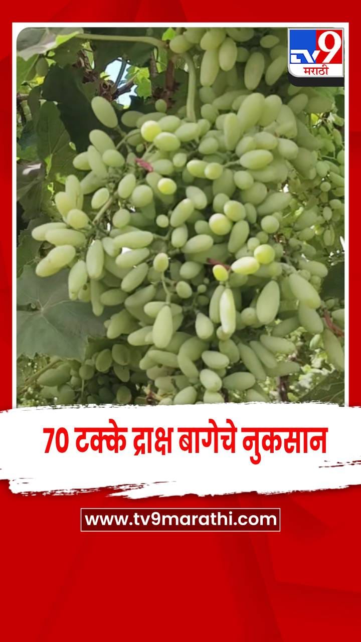 नाशिक - द्राक्षांची निर्यात घटल्याने कोट्यवधींचे नुकसान