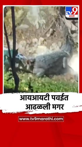 आयआयटी पवई कॅम्पसमध्ये आढळली मोठी मगर, व्हिडीओ व्हायरल