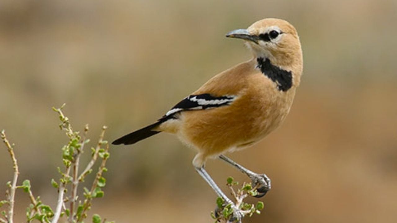 कावळा कुळातील सदस्य : हा पक्षी कॉर्विड म्हणजेच कावळा कुळातील सदस्य आहे. त्यामुळे तो स्वभावतः बुद्धिमान मानला जातो. तो आपले अन्न साठवून ठेवतो. अनेकदा तो बिया आणि कीटक जमिनीत लपवून ठेवतो आणि नंतर त्या शोधून खातो.