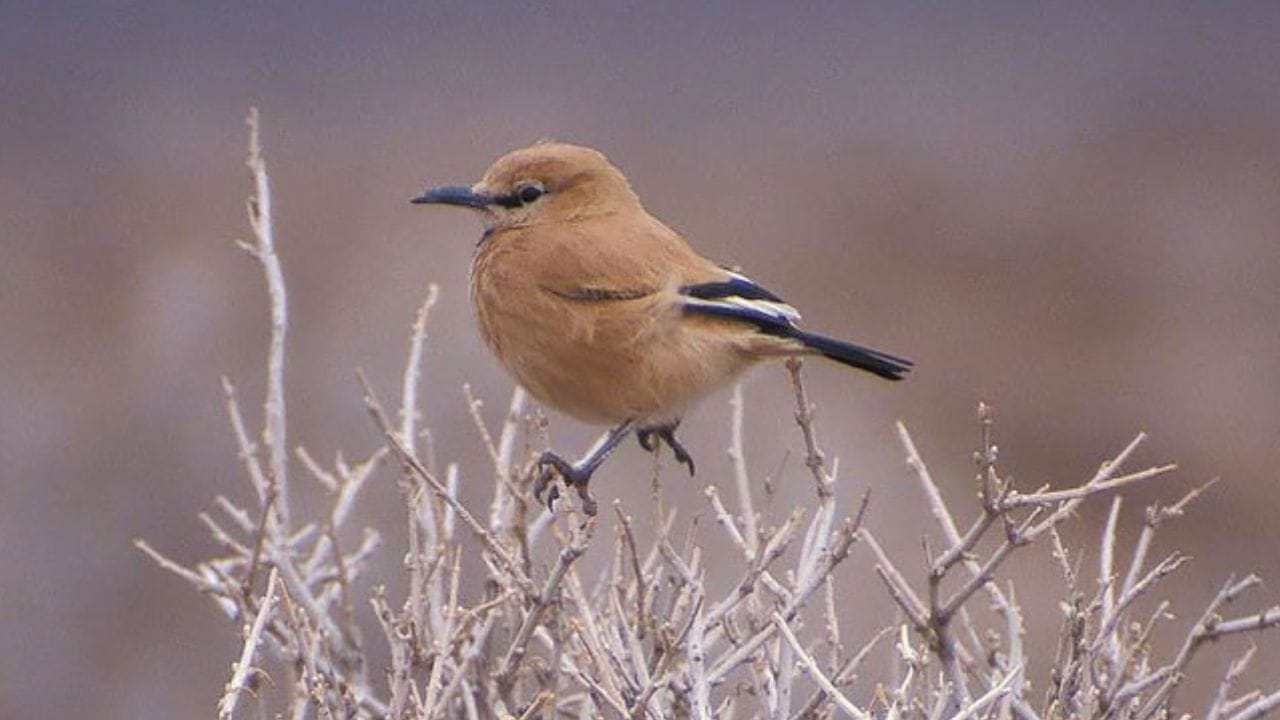 पर्यावरणीय संतुलनात भूमिका : कधी कधी तो लपवलेल्या काही बिया विसरतो, ज्यामुळे नवीन रोपे उगवण्यास मदत होते. अशा प्रकारे तो निसर्गाच्या संतुलनात महत्त्वाची भूमिका बजावतो. इराणी ग्राउंड जे हा जमिनीवर राहणारा पक्षी आहे. तो फार उंच उडत नाही; त्याऐवजी वेगाने धावत इथून-तिथे हालचाल करतो.