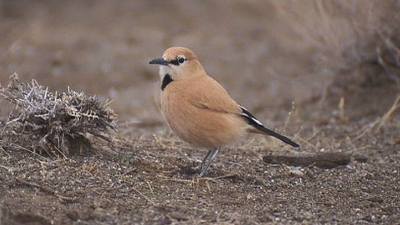 मुख्य अधिवास : याचा अधिवास प्रामुख्याने इराणच्या मध्य व पूर्वेकडील वाळवंटी प्रदेशात आहे. दश्ते कावीर आणि दश्ते लूट या भागासह हा पक्षी यज्द, केरमान, सेमनान, इस्फहान, फार्स आणि सिस्तान-बलूचिस्तान या प्रांतांतही आढळतोय  