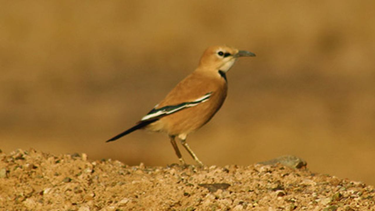 इराणी ग्राउंड जे : इराणी ग्राउंड जे हा असा पक्षी आहे जो जगात फक्त इराणमध्येच आढळतो. त्यामुळे त्याला इराणचा स्थानिक एंडेमिक पक्षी म्हटले जाते. अनेक तज्ज्ञ त्याला इराणचा एकमेव पूर्णपणे स्थानिक पक्षी मानतात.