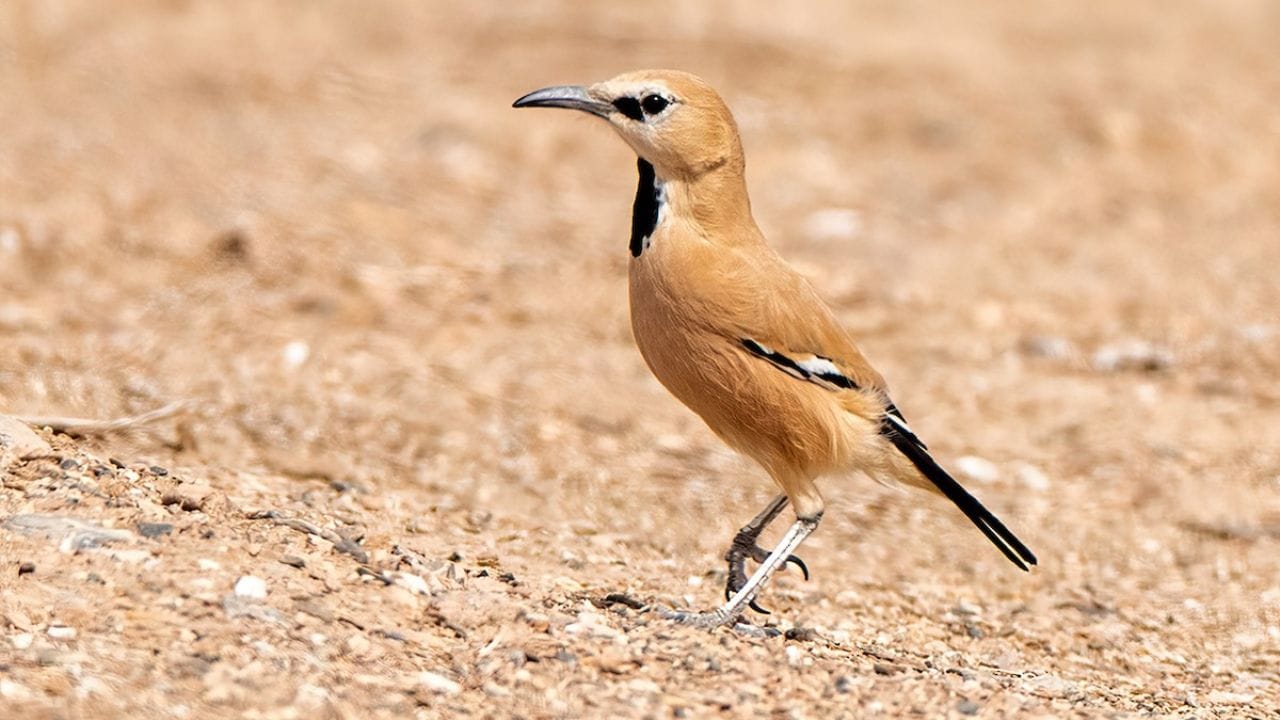 शोधणे अवघड : धोका जाणवल्यास तो अचानक दिशा बदलतो किंवा झुडपांमध्ये लपतो. वाळवंटासारख्या उघड्या आणि कोरड्या प्रदेशात तो स्वतःला उत्तम प्रकारे लपवू शकतो. त्यामुळे त्याला सहज पाहणे कठीण असते.