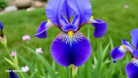 फुल एवढं सुंदर की दिसताच प्रेमात पडाल, पण घरात लावलं तर होतो....