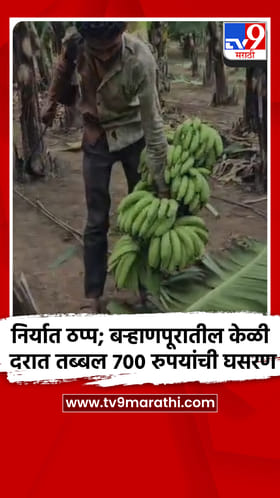 निर्यात ठप्प; बऱ्हाणपूरातील केळी दरात तब्बल 700 रुपयांची घसरण.