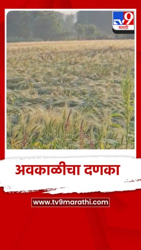 अवकाळीने गव्हाचे मोठे नुकसान