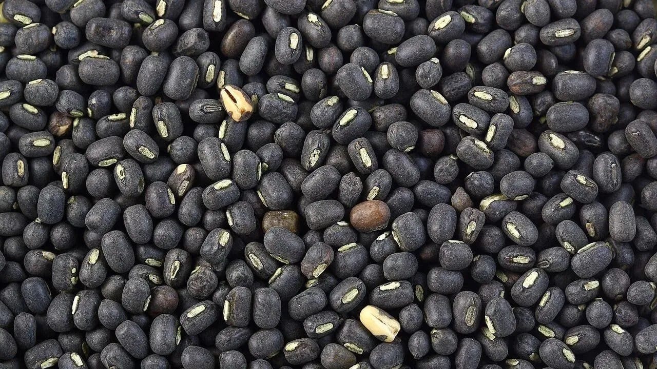 काळी उडीद डाळ: पोषणतज्ञांच्या मते, काळी उडीद डाळ ८ ते १० तास भिजवून ठेवावी. यामुळे ती चांगली शिजते आणि सहज पचते. मधुमेहाच्या रुग्णांसाठी आणि हृदयविकाराचा धोका असणाऱ्यांसाठी काळी उडीद लाभदायक आहे.