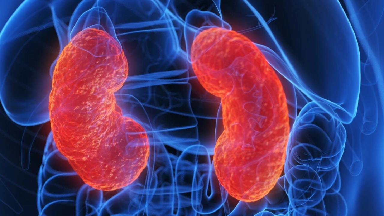 धूम्रपानमुळे गंभीर आरोग्य समस्या होतात. धूम्रपान न करण्याचा सल्ला डॉक्टरांकडून कायम दिला जातो. सिगारेटमधील निकोटीन आणि विषारी पदार्थ मूत्रपिंडाच्या रक्तवाहिन्यांना नुकसान पोहोचवतात.