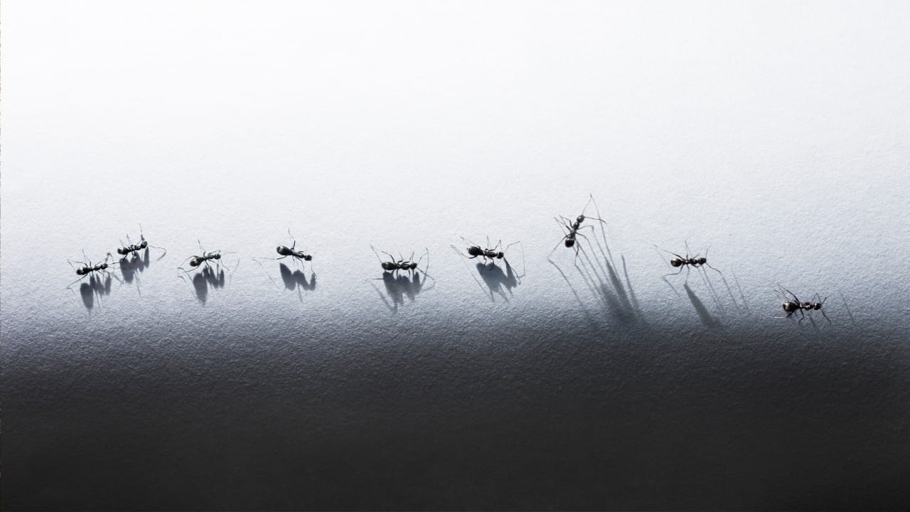 किचन ओटा पुसल्यानंतरही त्यावर बारीक किडे फिरत असतील तर ते टाळण्यासाठी कापूर वापरावा. ओटा पुसण्याच्या पाण्यात थोडे कापूर विरघळून त्या पाण्याने ओटा पुसावा. यामुळे ओटा स्वच्छ राहतो आणि त्यावर किडे येत नाहीत.