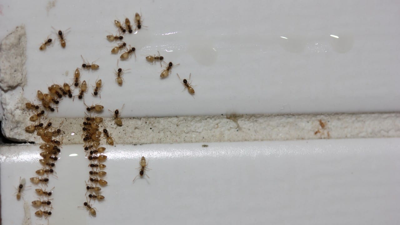 मुंग्यांच्या रांगा घरामध्ये सर्वत्र फिरताना दिसतात. त्यांना रोखण्यासाठी हळद आणि दालचिनी अत्यंत प्रभावी ठरते. ज्या ठिकाणाहून मुंग्या येत आहेत किंवा जिथे त्यांचे बिळ आहे, तिथे थोडी हळद किंवा दालचिनी पावडर टाकावी.