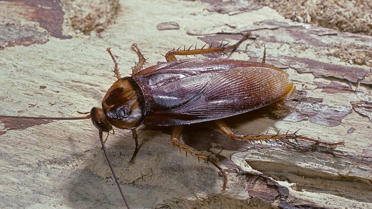किचन सिंकमधून अनेकदा झुरळं बाहेर येतात किंवा तिथे घाण वास येतो. त्यामुळे रात्री झोपण्यापूर्वी सिंकच्या जाळीत १-२ लवंग टाकून ठेवाव्यात. यामुळे दुर्गंधी येत नाही आणि किडेही कमी होतात.