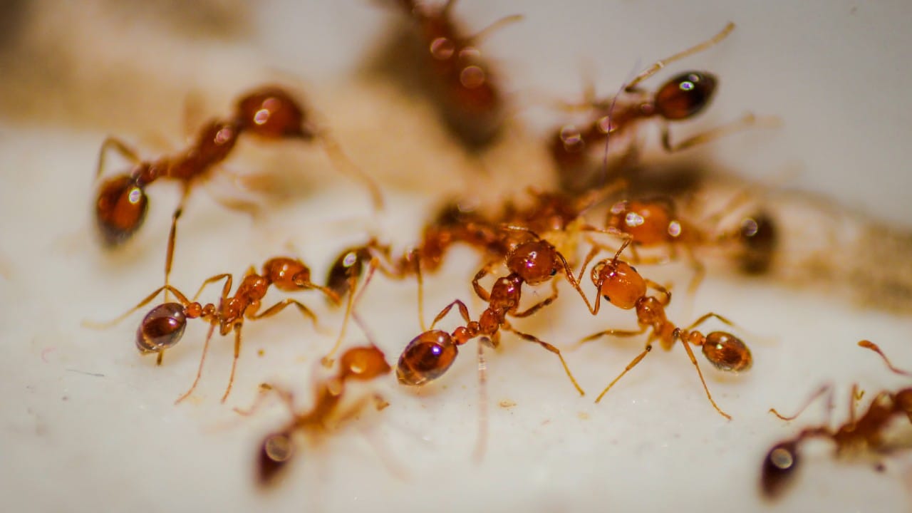 स्वयंपाकघर स्वच्छ असले तरी अनेकदा मुंग्या, झुरळं आणि ओट्यावरील किड्यांचा प्रादुर्भाव पाहायला मिळतो. यामुळे अन्नाची नासाडी तर होतेच, पण आरोग्यालाही धोका निर्माण होतो.