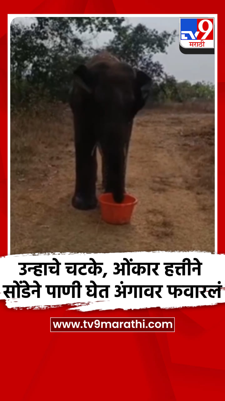 उन्हाचे चटके, ओंकार हत्तीने सोंडेने पाणी घेत अंगावर फवारलं