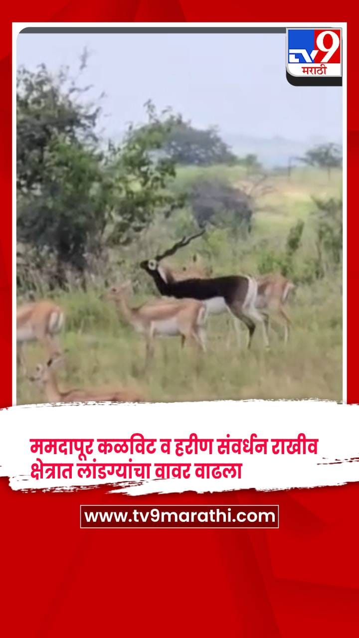 येवला - ममदापूर कळविट व हरीण संवर्धन राखीव क्षेत्रात लांडग्यांचा वावर वाढल्याने चिंता