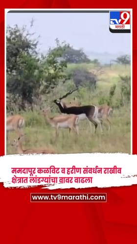 येवला - ममदापूर कळविट व हरीण संवर्धन राखीव क्षेत्रात लांडग्यांचा वावर वाढल्याने चिंता