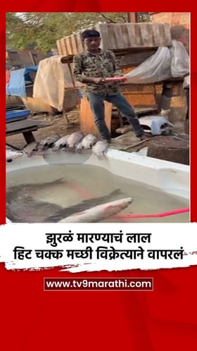 झुरळं मारण्याचं लाल हिट चक्क मच्छी विक्रेत्याने वापरलं.