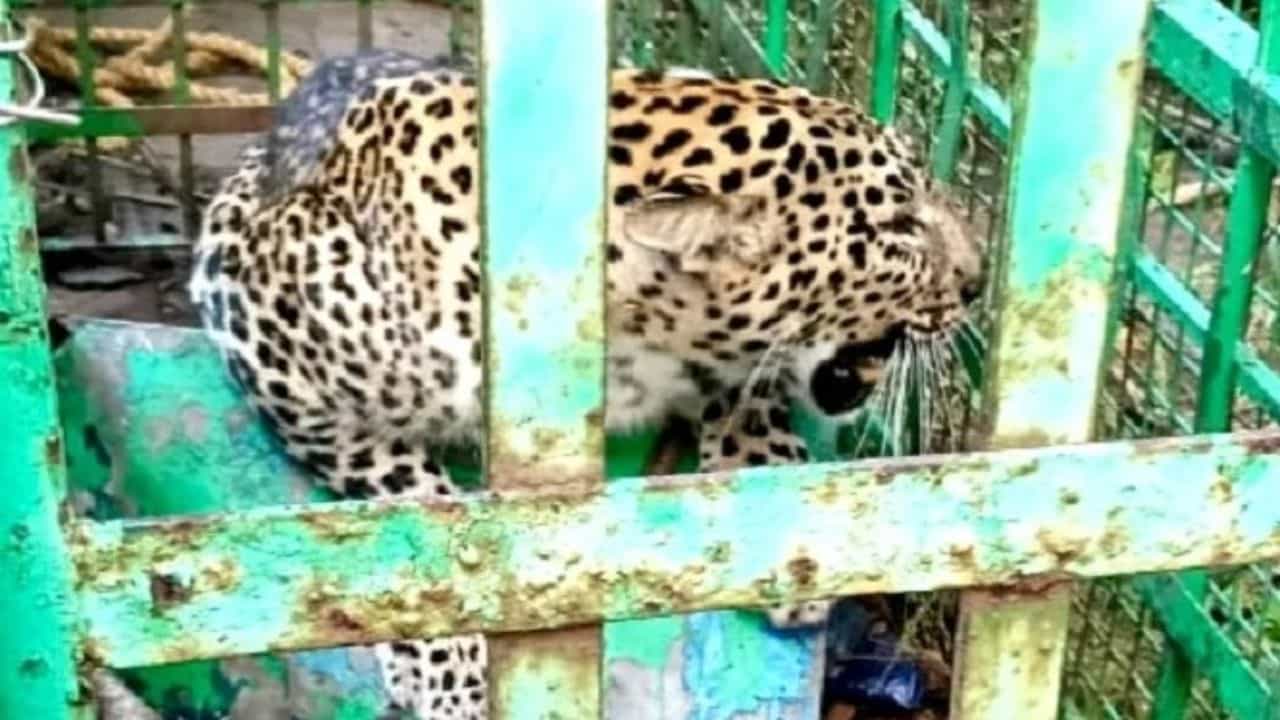 नाशिकच्या सातपुर येथील शिवाजीनगरात बिबट्याचे रेस्क्यू ऑपरेशन