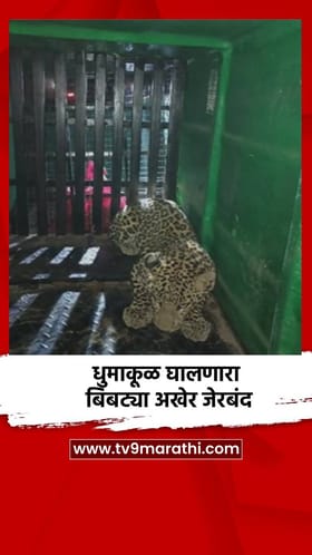 धुमाकूळ घालणारा बिबट्या अखेर जेरबंद.