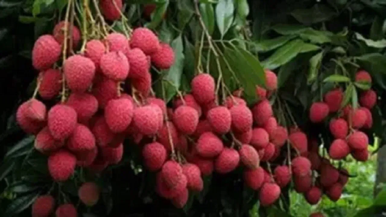 लीची फ्रिजमध्ये ठेवल्यास ती लवकर खराब होते. लीची उष्णकटिबंधीय फळ असल्याने खोलीच्या तापमानातच ताज्या आणि गोड राहते. फ्रिजबाहेरच ठेवा.