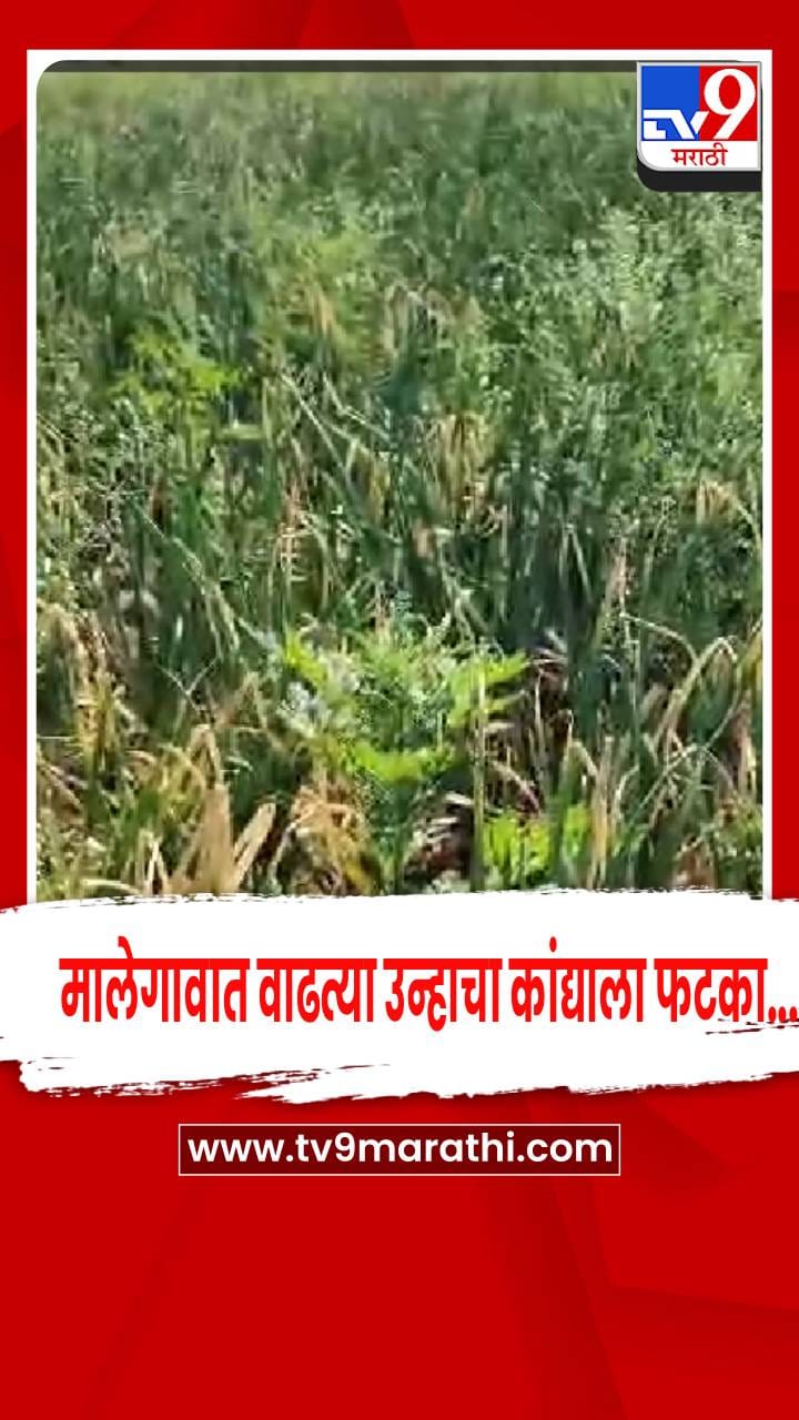 मालेगावात वाढत्या उन्हामुळे कांदापात करपू लागल्याने उत्पादनावर परिणामाची शक्यता