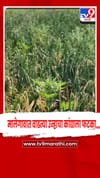 मालेगावात वाढत्या उन्हामुळे कांदापात करपू लागल्याने उत्पादनावर परिणामाची शक्यता.
