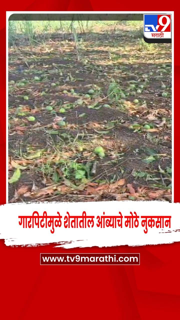 साताऱ्यात गारपिटीमुळे शेतातील आंब्याचं मोठं नुकसान