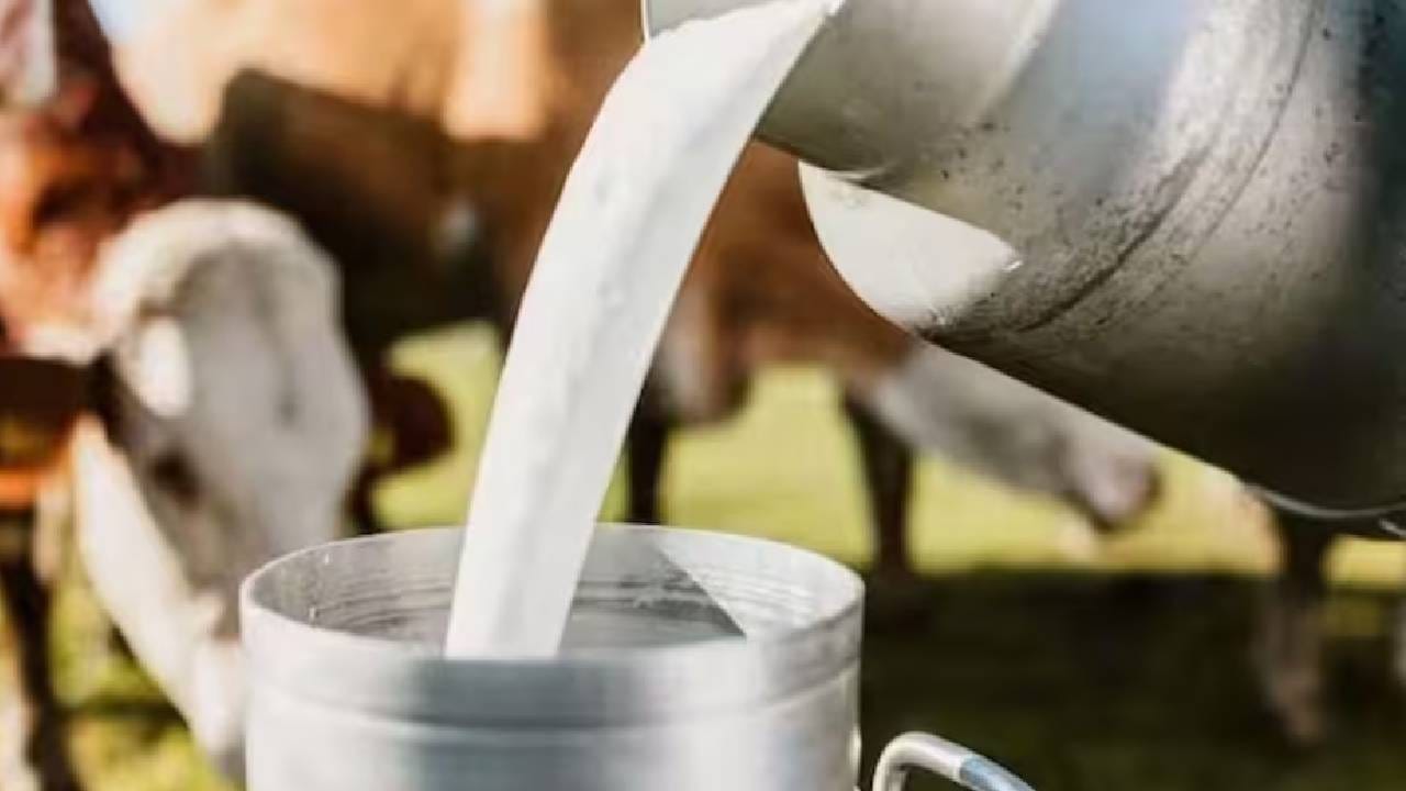 हे फक्त चवदारच नाही तर आरोग्यासाठी खूप फायदेशीर मानले जाते. दररोज हे खास पेय पिल्याने रोगप्रतिकारक शक्ती वाढण्यास मदत होते. रात्री झोपतानाही हे खास दूध पिऊ शकता. 