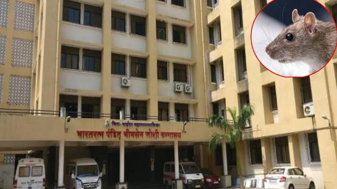 धक्कादायक! व्हेंटिलेटरवर असलेल्या महिलेला उंदराने कुरतडलं, भयावह दृश्य