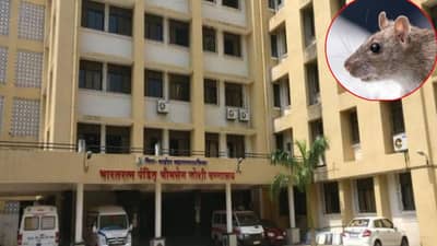 धक्कादायक! व्हेंटिलेटरवर असलेल्या महिलेला उंदराने कुरतडलं, भयावह दृश्यं पाहून सर्वच हादरले