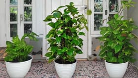 काय सांगता, मनी प्लांट चोरून लावल्याने खरंच श्रीमंत होता येतं का?.