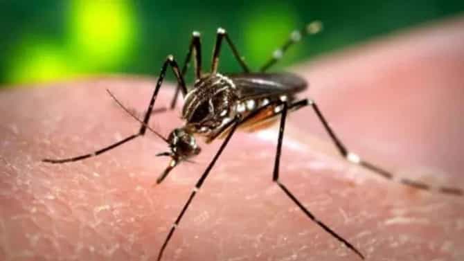 महाराष्ट्रातील या गावात एक डास मारण्यासाठी मिळतात 400 रुपये, श्रीमंत व्हायचंय? मग या गावात एकदा याच