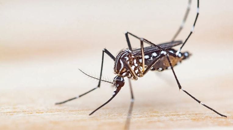 विशेष म्हणजे हा उपाय जास्त खर्चिक नाही. घरच्या घरीच तुम्ही या उपायाची अंमलबजावणी करू शकता. तुमच्या घरातील खिडकीत थोडी जागा असेल तर तिथे तुम्ही फक्त पुदिना किंवा तुळशीचे झाड ठेवावे. या दोन्ही झाडांच्या पानांतून येणारा सुगंध डासांना आवडत नाही.