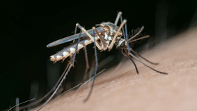 घराच्या खिडकीत 'ही' एक गोष्ट ठेवा, डास येणारच नाहीत.