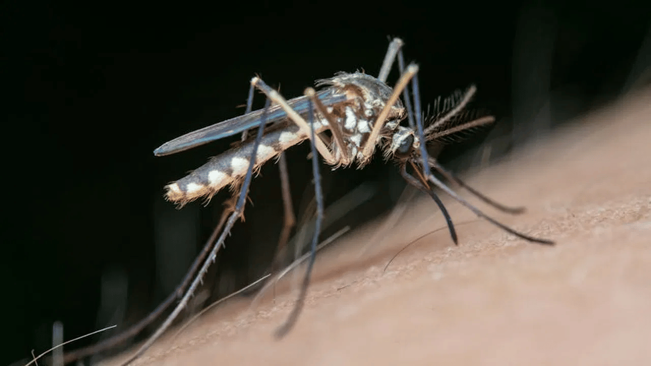 घराच्या खिडकीत 'ही' एक गोष्ट ठेवा, डास येणारच नाहीत घराच्या खिडकीत 'ही' एक गोष्ट ठेवा, डास येणारच नाहीत