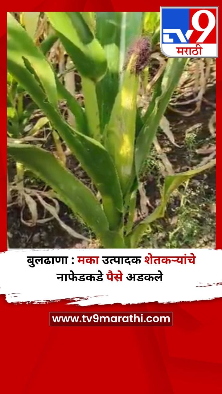 बुलढाणा : मका उत्पादक शेतकऱ्यांचे नाफेडकडे पैसे अडकले