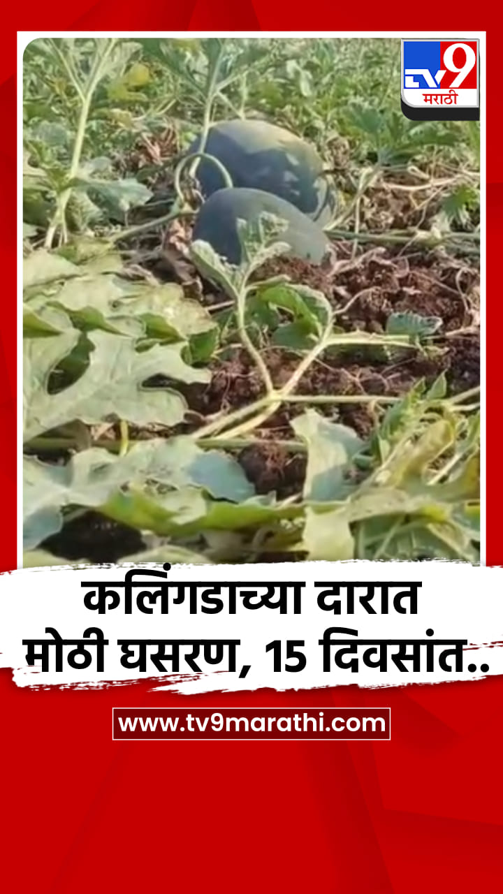 कलिंगडाच्या दारात मोठी घसरण, 15 दिवसांत दर 25 रुपयावरून थेट 10 रुपये किलोवर