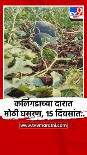 कलिंगडाच्या दारात मोठी घसरण, 15 दिवसांत दर 25 रुपयावरून थेट 10 रुपये किलोवर